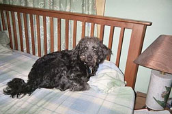 Bed Boo
