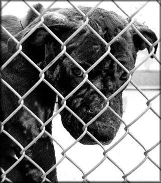 Shelter Dog